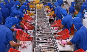 Hồi phục ngành cá tra - Bài 1: Trở lại thời kỳ 'hưng thịnh'