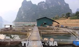 Nhân rộng mô hình nuôi cá lồng trên hồ thủy điện Lai Châu 
