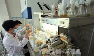Doanh nghiệp ‘vượt rào’ kỹ thuật, xuất khẩu nông sản sang Hàn Quốc 