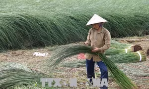 Nông dân Trà Vinh được mùa lác 