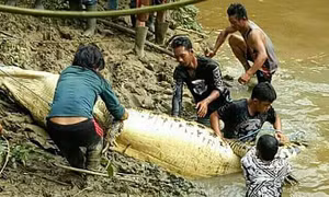 Phát hiện chân tay người trong bụng cá sấu khổng lồ tại Indonesia