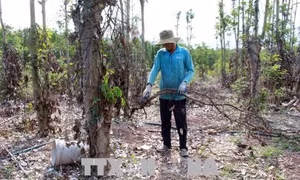 Cục Trồng trọt phản hồi không có việc nông dân phá tiêu còn tốt để bán rễ