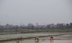 Gần 99% diện tích có nước để gieo cấy