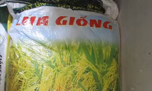 Tây Ninh truy cứu trách nhiệm việc cấp lúa giống kém chất lượng cho nông dân