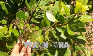 Xuất hiện mưa trái mùa đầu Xuân, nông dân trồng điều phấp phỏng mùa vụ
