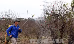 Những người gìn giữ hương sắc Hà Nội 