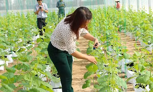 'Đất thép' Củ Chi vươn mình trở thành vùng nông nghiệp chất lượng cao