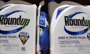 Chờ phán quyết của tòa án Mỹ về chất diệt cỏ của Monsanto có thể gây gây ung thư