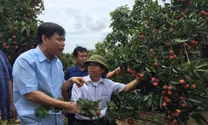 Vải thiều được mùa nhưng không bị thương lái nước ngoài ép giá