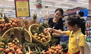 Saigon Co.op cam kết bao tiêu vải thiều Lục Ngạn, Thanh Hà 