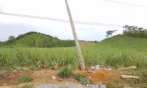 Vi phạm khoảng cách an toàn lưới điện là nguyên nhân làm 4 người tử vong 