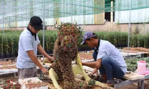 TP Hồ Chí Minh
