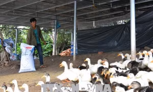 Thu nhập 300 triệu đồng mỗi năm từ mô hình 'đa cây, đa con' 