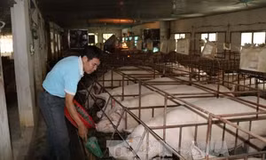 Vĩnh Phúc: Giá lợn hơi tăng cao