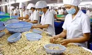 Cần nâng cao chất lượng chế biến hạt điều Việt Nam