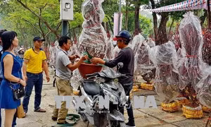 Giá hoa Tết 2018 ít biến động