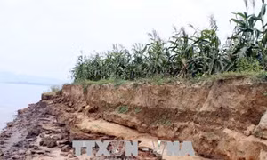 Sạt lở lớn tại xã Phú Hữu A, thiệt hại 150 triệu đồng