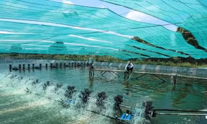An toàn thực phẩm - Tiêu chí hàng đầu cho xuất khẩu