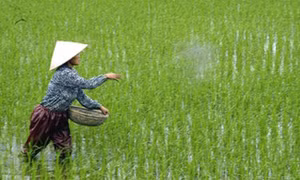 Lạm dụng phân bón vô cơ sẽ gây nhiều hệ lụy đến chất lượng nông sản