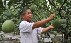 'Vua bưởi da xanh' đất Song Bình, Tiền Giang mỗi năm thu 500 triệu đồng tiền lãi