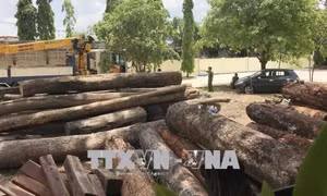 Vụ vận chuyển gỗ lậu quy mô lớn: Đình chỉ công tác 4 cán bộ Bộ đội Biên phòng Đắk Lắk 