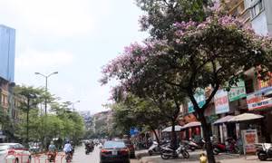Hoa bằng lăng nở tím các con phố Hà Nội