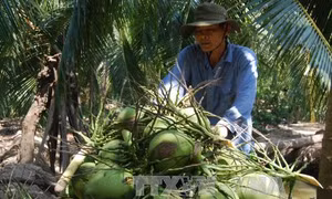 Công bố chỉ dẫn địa lý 'Bến Tre' cho dừa xiêm xanh và bưởi da xanh 