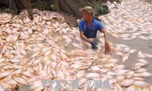 Hơn 1.500 tấn cá bè chết trên sông La Ngà do thiên tai 