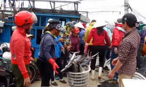 Ngư dân Quảng Trị có Tết an vui 