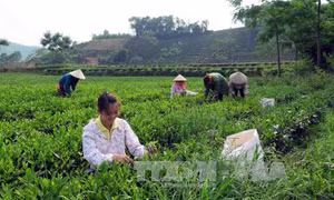 Phát triển nông nghiệp hữu cơ - Bài 3: Từng bước hoàn thiện khâu sản xuất 