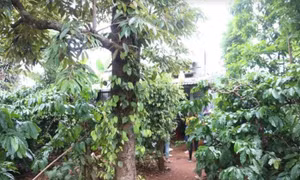 Phát hiện một nam, một nữ tử vong trong chòi rẫy Đắk Lắk