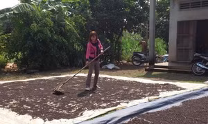 'Lao đao' vì giá tiêu giảm sâu 