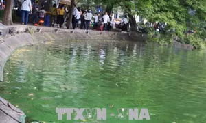 Xuất hiện váng xanh nghi tảo độc tại hồ Hoàn Kiếm 