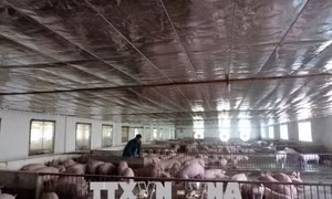 Mỗi tháng lãi 200 triệu đồng từ nuôi lợn