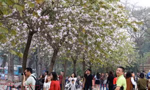 Mê mệt sắc tím hoa ban giữa trời Xuân Hà Nội