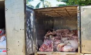 Bắt giữ ôtô vận chuyển 2,5 tấn thịt lợn đang phân huỷ