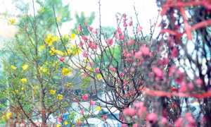 Mùa xuân bên cửa biển Tư Hiền