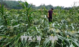 Mưa lớn kèm gió lốc tại Tuyên Quang làm hư hại 67 ngôi nhà