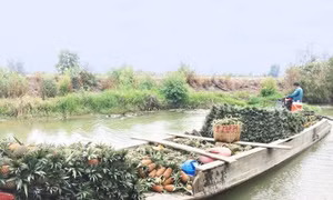 Chuyên canh nông sản ở Đồng Tháp Mười  