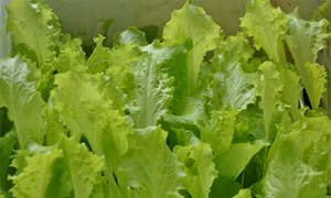 Bùng phát dịch bệnh tại Mỹ do khuẩn E.coli trong rau diếp