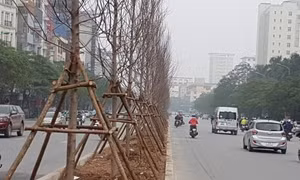 Cây phong lá đỏ đã được 'thuần hóa' để phù hợp với thổ nhưỡng Hà Nội