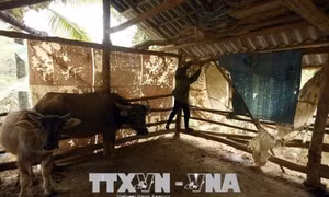Công điện của Thủ tướng về phòng, chống rét đậm, rét hại