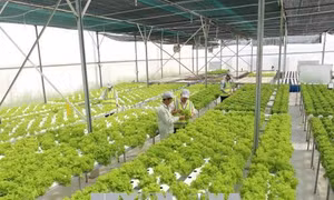 Ứng dụng công nghệ mới phát triển chuỗi giá trị nông sản Việt Nam – Nhật Bản 