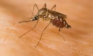 Brazil phát hiện 8 đột biến gen của virus sốt vàng da
