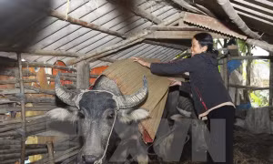 Chủ động phòng, chống đói, rét cho gia súc