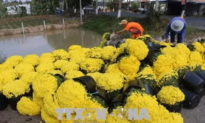 Cúc mâm xôi nở sớm, người trồng hoa thất thu