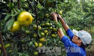 Đồng Tháp: Hơn 2.000 ha quýt hồng và quýt đường phục vụ tết Mậu Tuất 