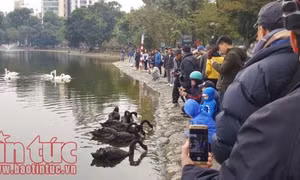 Xem cá chép của ông Công, ông Táo chờ chầu Trời ở 'hồ Thiên Nga’