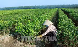 Tạo lập cơ chế tích tụ, tập trung ruộng đất cho sản xuất quy mô lớn 