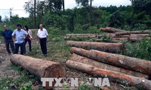 Tận thu gỗ rừng thiệt hại sau bão, chặt luôn cả cây không đổ